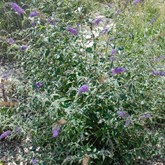 Butterfly Bush